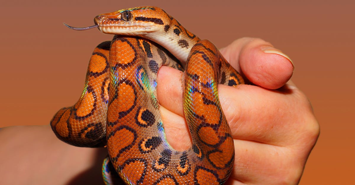 Close-up shot of a vibrant rainbow boa constrictor being held with a warm background.